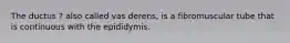 The ductus ? also called vas derens, is a fibromuscular tube that is continuous with the epididymis.