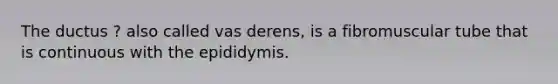 The ductus ? also called vas derens, is a fibromuscular tube that is continuous with the epididymis.