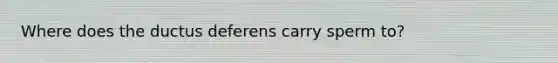 Where does the ductus deferens carry sperm to?