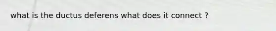 what is the ductus deferens what does it connect ?