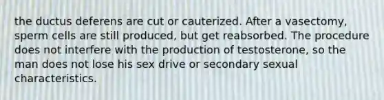 the ductus deferens are cut or cauterized. After a vasectomy, sperm cells are still produced, but get reabsorbed. The procedure does not interfere with the production of testosterone, so the man does not lose his sex drive or secondary sexual characteristics.