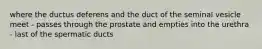 where the ductus deferens and the duct of the seminal vesicle meet - passes through the prostate and empties into the urethra - last of the spermatic ducts