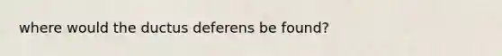 where would the ductus deferens be found?