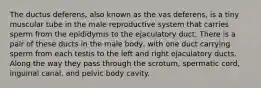 The ductus deferens, also known as the vas deferens, is a tiny muscular tube in the male reproductive system that carries sperm from the epididymis to the ejaculatory duct. There is a pair of these ducts in the male body, with one duct carrying sperm from each testis to the left and right ejaculatory ducts. Along the way they pass through the scrotum, spermatic cord, inguinal canal, and pelvic body cavity.