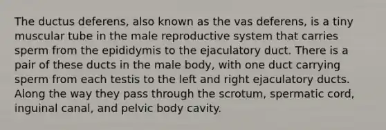 The ductus deferens, also known as the vas deferens, is a tiny muscular tube in <a href='https://www.questionai.com/knowledge/ko2jTOWz3J-the-male-reproductive-system' class='anchor-knowledge'>the male reproductive system</a> that carries sperm from the epididymis to the ejaculatory duct. There is a pair of these ducts in the male body, with one duct carrying sperm from each testis to the left and right ejaculatory ducts. Along the way they pass through the scrotum, spermatic cord, inguinal canal, and pelvic body cavity.