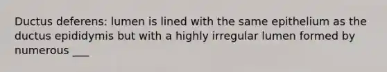 Ductus deferens: lumen is lined with the same epithelium as the ductus epididymis but with a highly irregular lumen formed by numerous ___