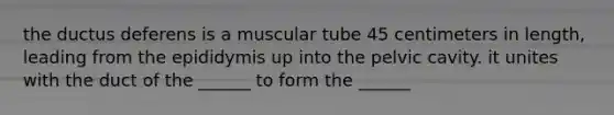 the ductus deferens is a muscular tube 45 centimeters in length, leading from the epididymis up into the pelvic cavity. it unites with the duct of the ______ to form the ______