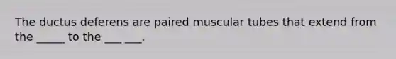 The ductus deferens are paired muscular tubes that extend from the _____ to the ___ ___.