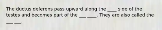 The ductus deferens pass upward along the ____ side of the testes and becomes part of the ___ ____. They are also called the ___ ___.
