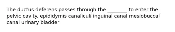 The ductus deferens passes through the ________ to enter the pelvic cavity. epididymis canaliculi inguinal canal mesiobuccal canal urinary bladder