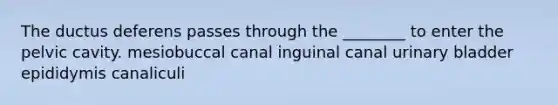 The ductus deferens passes through the ________ to enter the pelvic cavity. mesiobuccal canal inguinal canal urinary bladder epididymis canaliculi