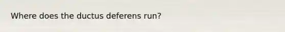 Where does the ductus deferens run?