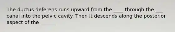 The ductus deferens runs upward from the ____ through the ___ canal into the pelvic cavity. Then it descends along the posterior aspect of the ______