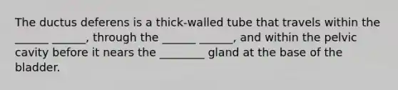 The ductus deferens is a thick-walled tube that travels within the ______ ______, through the ______ ______, and within the pelvic cavity before it nears the ________ gland at the base of the bladder.