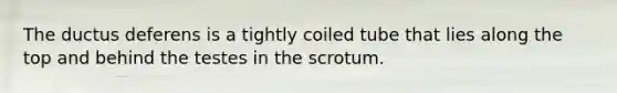 The ductus deferens is a tightly coiled tube that lies along the top and behind the testes in the scrotum.