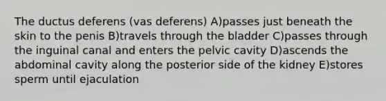 The ductus deferens (vas deferens) A)passes just beneath the skin to the penis B)travels through the bladder C)passes through the inguinal canal and enters the pelvic cavity D)ascends the abdominal cavity along the posterior side of the kidney E)stores sperm until ejaculation