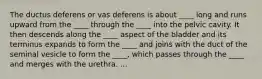 The ductus deferens or vas deferens is about ____ long and runs upward from the ____ through the ____ into the pelvic cavity. It then descends along the ____ aspect of the bladder and its terminus expands to form the ____ and joins with the duct of the seminal vesicle to form the ____, which passes through the ____ and merges with the urethra. ...