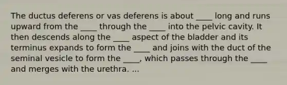 The ductus deferens or vas deferens is about ____ long and runs upward from the ____ through the ____ into the pelvic cavity. It then descends along the ____ aspect of the bladder and its terminus expands to form the ____ and joins with the duct of the seminal vesicle to form the ____, which passes through the ____ and merges with the urethra. ...