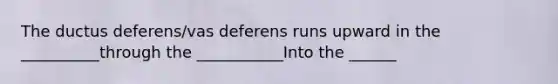 The ductus deferens/vas deferens runs upward in the __________through the ___________Into the ______