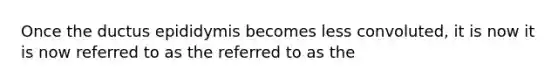 Once the ductus epididymis becomes less convoluted, it is now it is now referred to as the referred to as the