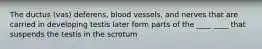 The ductus (vas) deferens, blood vessels, and nerves that are carried in developing testis later form parts of the ____ ____ that suspends the testis in the scrotum