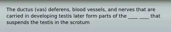 The ductus (vas) deferens, blood vessels, and nerves that are carried in developing testis later form parts of the ____ ____ that suspends the testis in the scrotum