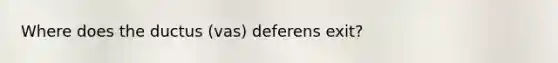 Where does the ductus (vas) deferens exit?