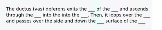 The ductus (vas) deferens exits the ___ of the ___ and ascends through the ___ into the into the ___. Then, it loops over the ___ and passes over the side and down the ___ surface of the ___