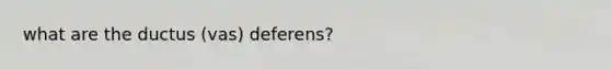 what are the ductus (vas) deferens?