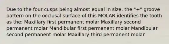 Due to the four cusps being almost equal in size, the "+" groove pattern on the occlusal surface of this MOLAR identifies the tooth as the: Maxillary first permanent molar Maxillary second permanent molar Mandibular first permanent molar Mandibular second permanent molar Maxillary third permanent molar