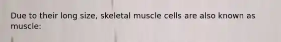 Due to their long size, skeletal muscle cells are also known as muscle: