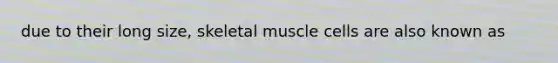 due to their long size, skeletal muscle cells are also known as