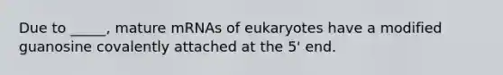 Due to _____, mature mRNAs of eukaryotes have a modified guanosine covalently attached at the 5' end.