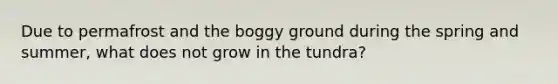 Due to permafrost and the boggy ground during the spring and summer, what does not grow in the tundra?