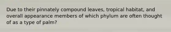Due to their pinnately compound leaves, tropical habitat, and overall appearance members of which phylum are often thought of as a type of palm?