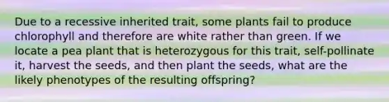 Due to a recessive inherited trait, some plants fail to produce chlorophyll and therefore are white rather than green. If we locate a pea plant that is heterozygous for this trait, self-pollinate it, harvest the seeds, and then plant the seeds, what are the likely phenotypes of the resulting offspring?