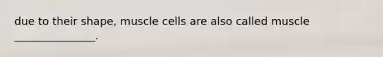 due to their shape, muscle cells are also called muscle _______________.