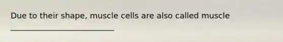 Due to their shape, muscle cells are also called muscle __________________________