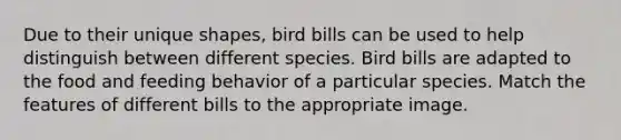 Due to their unique shapes, bird bills can be used to help distinguish between different species. Bird bills are adapted to the food and feeding behavior of a particular species. Match the features of different bills to the appropriate image.