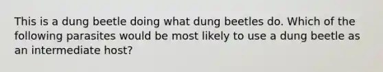 This is a dung beetle doing what dung beetles do. Which of the following parasites would be most likely to use a dung beetle as an intermediate host?