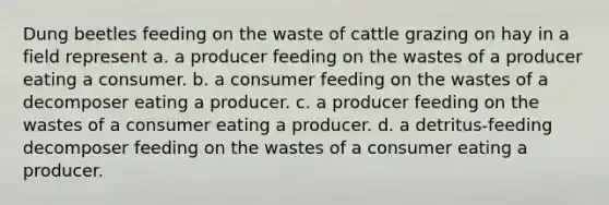 Dung beetles feeding on the waste of cattle grazing on hay in a field represent a. a producer feeding on the wastes of a producer eating a consumer. b. a consumer feeding on the wastes of a decomposer eating a producer. c. a producer feeding on the wastes of a consumer eating a producer. d. a detritus-feeding decomposer feeding on the wastes of a consumer eating a producer.