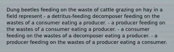 Dung beetles feeding on the waste of cattle grazing on hay in a field represent - a detritus-feeding decomposer feeding on the wastes of a consumer eating a producer. - a producer feeding on the wastes of a consumer eating a producer. - a consumer feeding on the wastes of a decomposer eating a producer. - a producer feeding on the wastes of a producer eating a consumer.