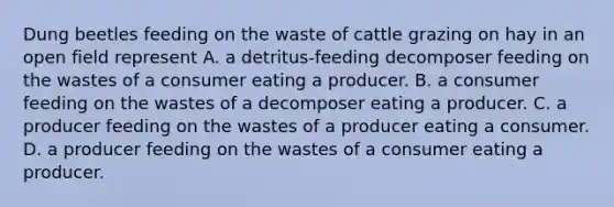 Dung beetles feeding on the waste of cattle grazing on hay in an open field represent A. a detritus-feeding decomposer feeding on the wastes of a consumer eating a producer. B. a consumer feeding on the wastes of a decomposer eating a producer. C. a producer feeding on the wastes of a producer eating a consumer. D. a producer feeding on the wastes of a consumer eating a producer.