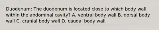 Duodenum: The duodenum is located close to which body wall within the abdominal cavity? A. ventral body wall B. dorsal body wall C. cranial body wall D. caudal body wall