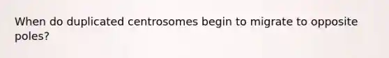 When do duplicated centrosomes begin to migrate to opposite poles?