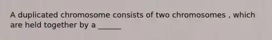 A duplicated chromosome consists of two chromosomes , which are held together by a ______