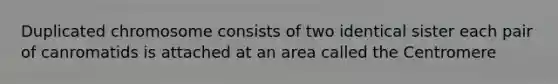 Duplicated chromosome consists of two identical sister each pair of canromatids is attached at an area called the Centromere