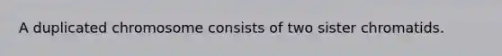 A duplicated chromosome consists of two sister chromatids.