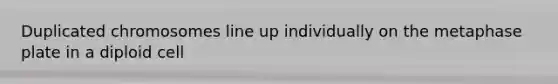Duplicated chromosomes line up individually on the metaphase plate in a diploid cell