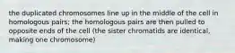 the duplicated chromosomes line up in the middle of the cell in homologous pairs; the homologous pairs are then pulled to opposite ends of the cell (the sister chromatids are identical, making one chromosome)